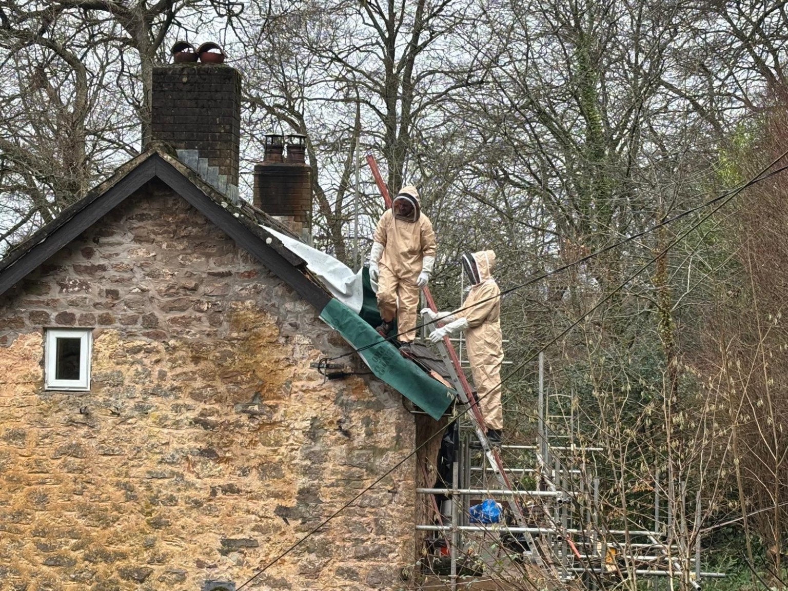 Bee colony discovered during roofing